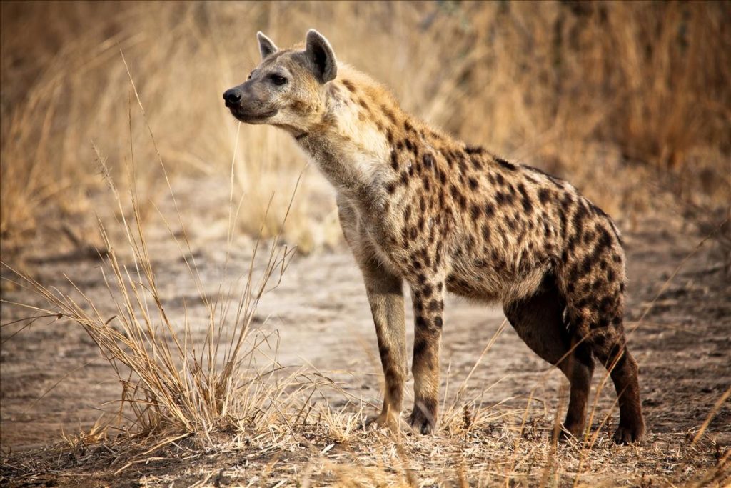 Sported hyena Queen Elizabeth national park Uganda. 