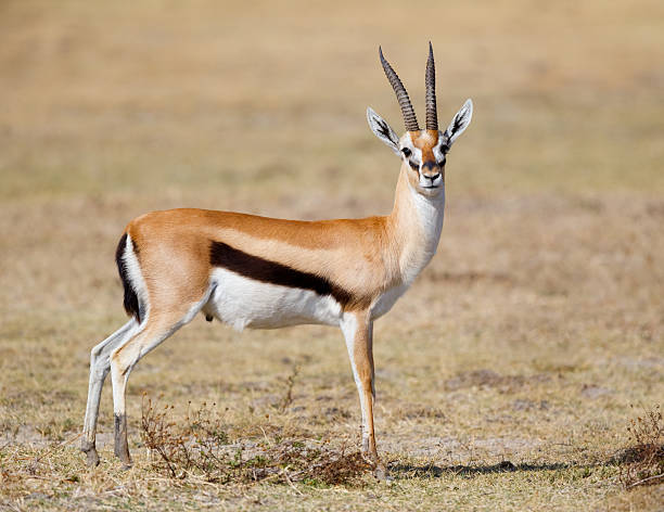 Thomson's gazelle Masai mara game reserve Kenya