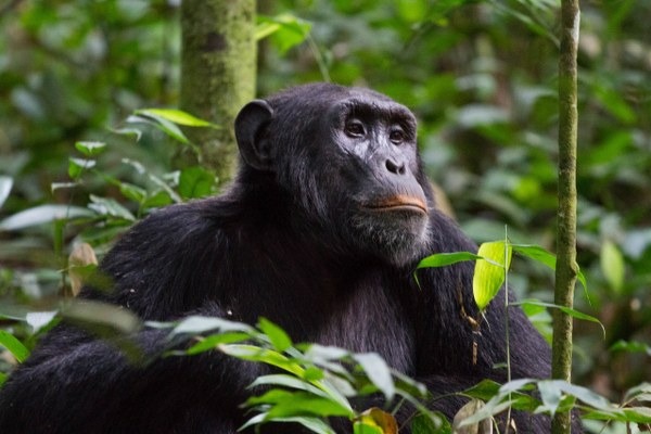 chimpanzee Nyungwe National Park Rwanda