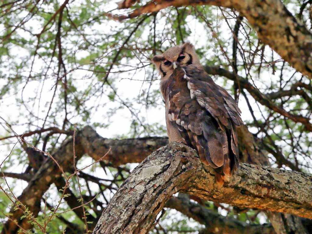 Verreaux’s Eagle-Owl Queen Elizabeth national park Uganda