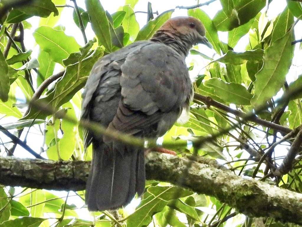 Bronze Napped Pigeon Bwindi impenetrable national park Uganda