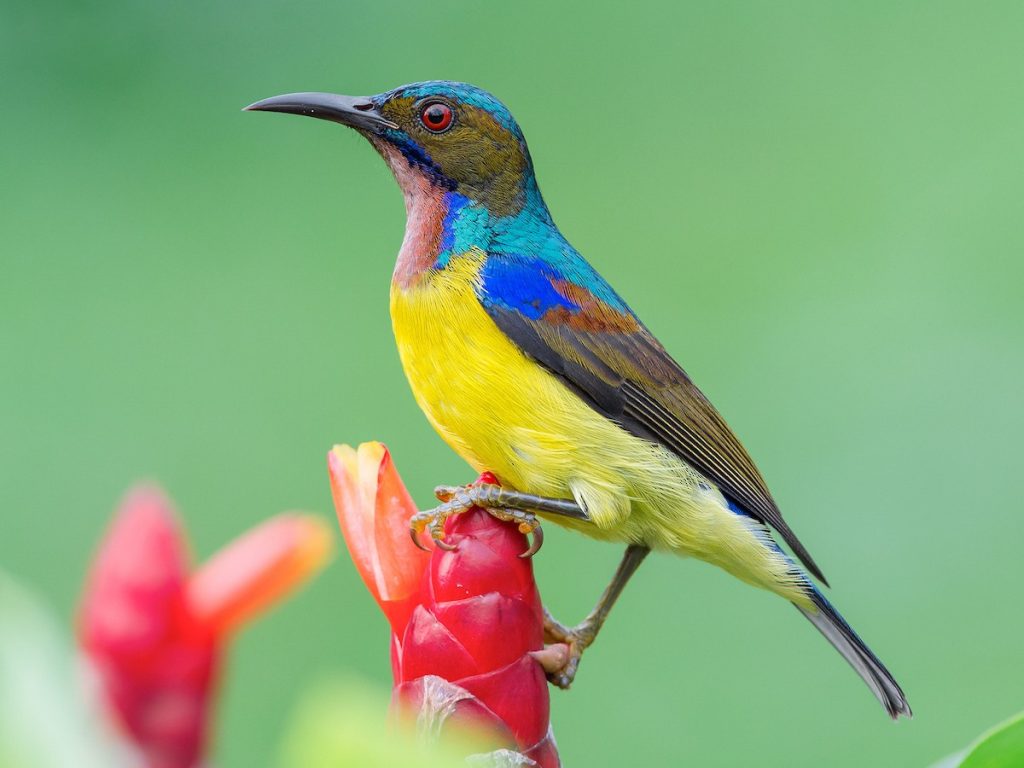 Blue Throated Sunbird Bwindi impenetrable National park Uganda