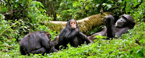 chimpanzee, Kibale National Park Uganda