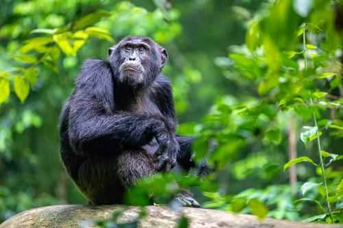 chimpanzee Uganda