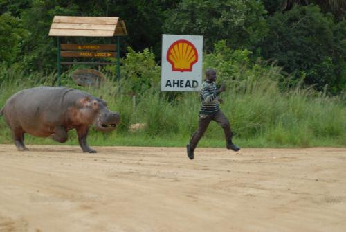Hippopotamus chasing man