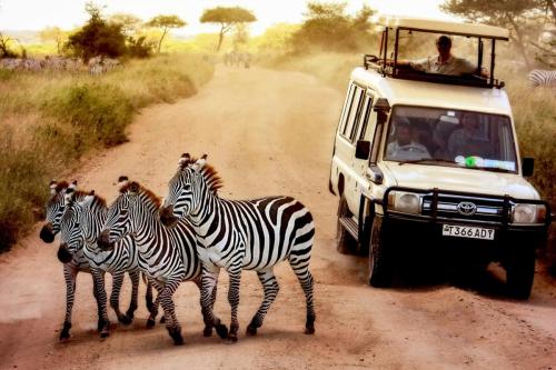 Zebras on the road in Serengeti national park in front of the jeep with tourists. Africa. Tanzania.