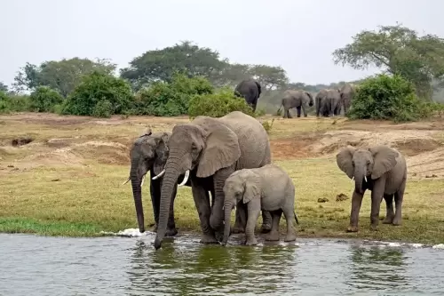 African elephant-Kazinga channel- Uganda.