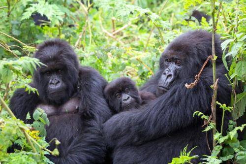 mountain gorilla from the virunga mountains, rwanda