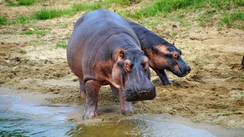 Hippopotamus. Murchison falls national park, Uganda.