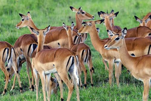 impalas Lake Mburo National Park Uganda