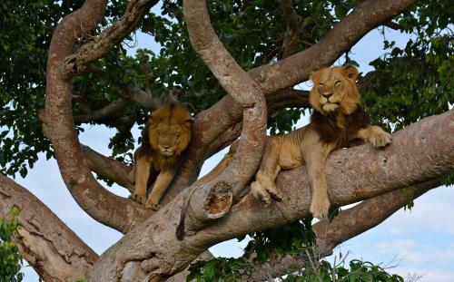 Tree climbing lions Ishasha Uganda