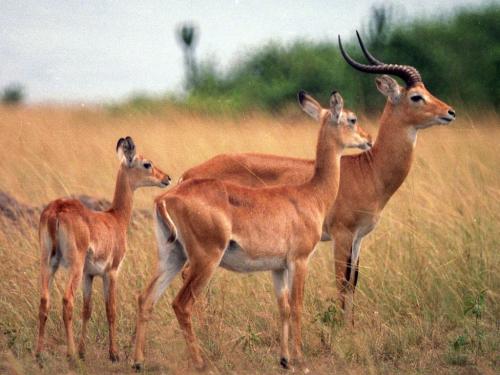 Uganda Kob Antelope- Uganda