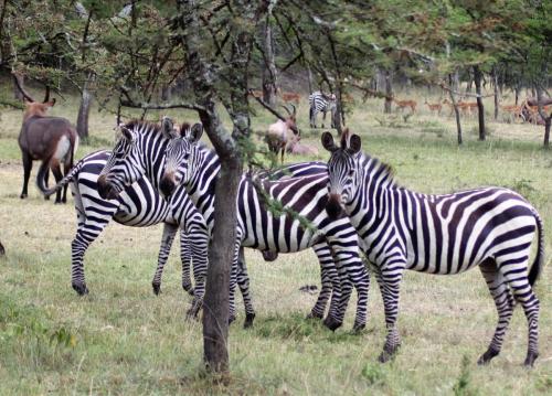Burchell's zebra Kidepo National Park Uganda.