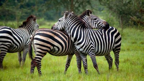 Burchell's zebra Lake Mburo National Park-Uganda.